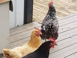 What are the best chickens for eggs. 10 Best Brown Egg Laying Chicken Breeds