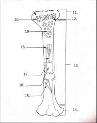 Start studying long bone labeled. Long Bone Labeling Diagram Quizlet