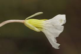 Image result for Ottelia exserta