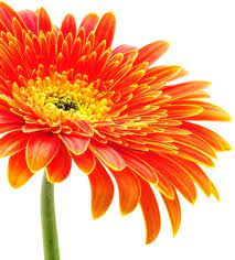 In this paragraph, we make the downloading link of the stock available at the bottom download button. Flower Images Free Stock Photos Download 10 850 Free Stock Photos For Commercial Use Format Hd High Resolution Jpg Images