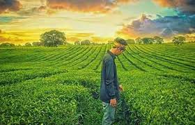 Berikut adalah daftar tempat pariwisata di indonesia berdasarkan provinsi.untuk informasi lebih lengkap mengenai pariwisata di indonesia. Kebun Teh Gunung Gambir Kebun Indah Yang Nyaris Terlupakan Di Pedalaman Jember Kebun Pemandangan Alam
