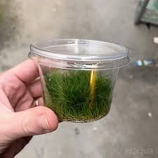 Image result for Eleocharis minima
