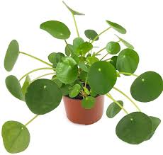 Kostenlose lieferung für viele artikel! Pilea Peperomioides Gluckstaler Kaufland De