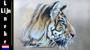 Realistische Tijger Tekenen Met Pastel Potlood In Stappen Dieren Tekenen Tekenen Beer Tekening