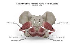 Differences between the male pelvis and the female pelvis. Artstation Female Pelvic Floor Anatomy Aimee Hutchinson