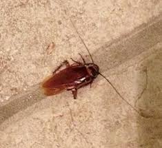 Blatte Germanique Coquerelle Quebec Comment S En Debarrasser Abpe