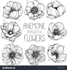 Anemone Clipart Black And White Anemone Flowers Drawing Illustration Vector And Clip Art Dibujos De Flores Bocetos De Flores Ilustraciones De Flores