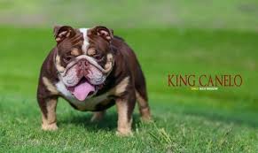 Our goai is to network with. English Bulldogs For Sale In Houston Petswall