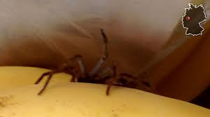 Die brasilianische wanderspinne (phoneutria nigriventer), auch zusammen mit anderen spinnen der familie schlicht als wanderspinne oder wie andere vertreter der gattung als bananenspinne bezeichnet, ist eine webspinne aus der familie der kammspinnen (ctenidae). Ihr Biss Ist Todlich Bananenspinnen In Zwei Supermarkten Entdeckt 1414 Leser Reporter Bild De