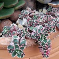 The purpose of this project is to answer that question. Rare Phedimus Spurius Tricolor Caucasian Stonecrop Two Row Stonecrop Creeping Stonecrop Phedimus Spurius Variegatum By Rarepl All Plants Succulents Plants