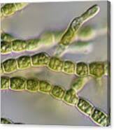 Image result for Alinula sp.