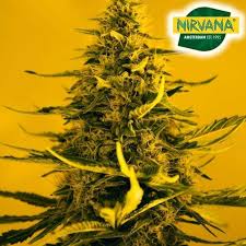 Si tratta di una pianta che ha dato le basi genetiche per creare molti. White Widow Feminized Cannabis Seeds In South Africa Mj Seeds Sa