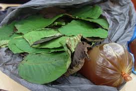 Kajian akan dilukakan setelah menerima laporan daripada kementerian kesihatan mengenai tahap ketagiha daun ketum. Daun Ketum Akan Diwartakan Mengikut Akta Dadah Berbahaya Semasa Mstar