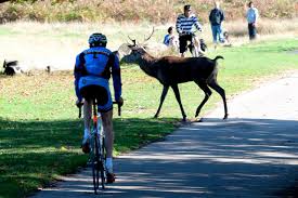 Click here for over 50 videos about richmond park, compiled by the friends. Selfish Cyclists Blamed For Litter That Caused Richmond Park Deer Deaths Road Cc