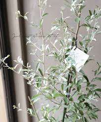 シルバーリーフのグミの木 ロシアンオリーブ すべての商品 Junk Sweet Garden Tef Tef