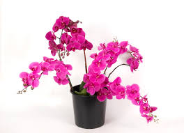 Maybe you would like to learn more about one of these? Silk Flowers Artificial Flowers