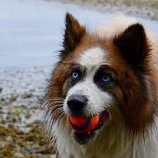 Maybe you would like to learn more about one of these? All For Pets Sechelt Bc British Columbia Local
