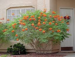 Mexican Bird Of Paradise In Pot Pin On Yard Art