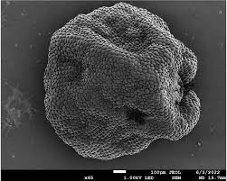 Image result for Chlorophytum gallabatense