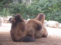 There are no deserts where man could not survive if he has the needed supplies and shelter. It Is Not Water That Is Stored In Camel Bumps What Is The Mechanism By Which Camels Endure Life In The Harsh Desert Gigazine