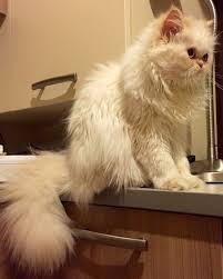 Tosun Persian Kitten Cat