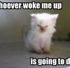 Funny Animal Wallpapers With Captions Funny Animal Jokes Funny Animal Pictures Cute Funny Animals