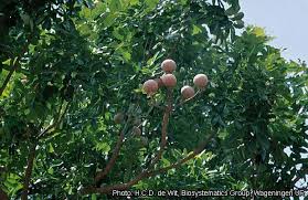 Image result for Khaya