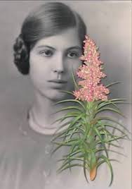 Image result for Priva curtisiae