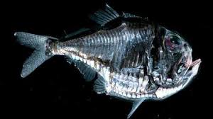 Maybe you would like to learn more about one of these? 50 Jenis Ikan Laut Dalam Yang Aneh Menyeramkan Dan Langka