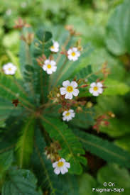 Image result for Biophytum crassipes