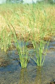 Image result for Schoenoplectiella mucronata