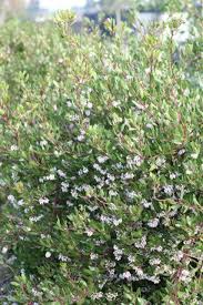 Image result for Macrotyloma densiflorum