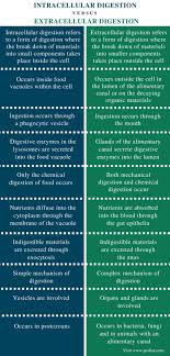 Difference Between Intracellular And Extracellular Digestion Definition Type Place Of Occurren In 2020 Human Digestive System Digestive System Cow Digestive System