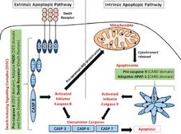 The new art of executive search systematic i passionate we are the bridge builders. Caspase Wikipedia
