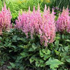 12 95 Astilbe Little Vision In Pink In 2020 Astilbe Perennials Shade Perennials