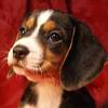 The beagle has a charming, upbeat personality, admirable courage and stamina. 1