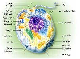 pin by chemistry on الحيوية cell membrane membrane