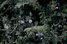 Image result for Mimulopsis