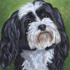Black And White Havanese Puppy Custom Portrait Black And White Havanese Dog Painting Original 8x8 Custom Pet Portrait By Hope Lane Dog Paintings Custom Pet Portraits Pet Portraits