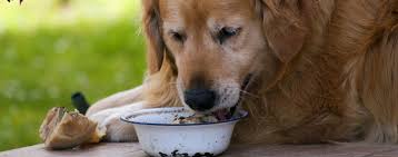 Human Foods For Dogs Which Table Scraps And People Snacks