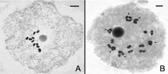 Image result for Paspalum plicatulum