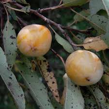 Click on a picture below to get all the details, sizes, and prices 82 sort by: Fruit Trees Nativ Nurseries