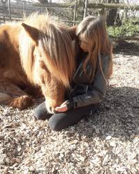 pate der pferde erleben gmbh in rheinau werden iban ch04 8147 9000 0041 3505 7 raiffeisenbank weinland pferde erl in 2020 fun facts about yourself horses fun facts