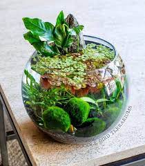 Why You Need A Moss Ball Pet And How To Care For It In 2021 Garden Terrarium Indoor Water Garden Plants