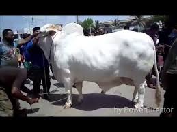 Qadeer shehzad 394 views2 months ago. Most Beautiful Cow Qurbani 2018 Most Beautiful White Bull Qurbani 2018 Youtube