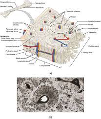 Difference Between Bone And Cartilage Definition Characteristics Function Bones Anatomy And Physiology Anatomy