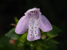 Image result for Clinopodium uhligii