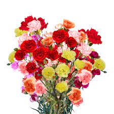 We did not find results for: Assorted Mini Carnations Cheap Globalrose