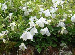 Image result for Lankesteria alba