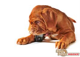 How is liver cancer diagnosed in dogs? Dog Owners Guide To Liver Cancer In Dogs
